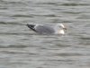 Herring Gull at Wat Tyler Country Park (Steve Arlow) (44796 bytes)